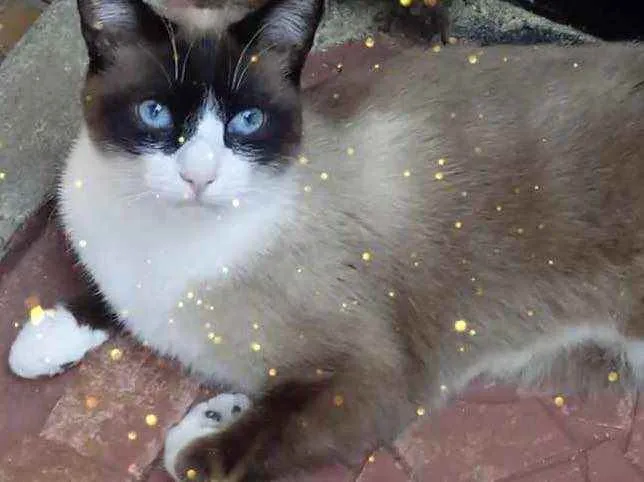 Gato raça Srd idade 1 ano nome Bolacha lindo 