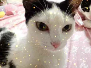 Gato raça Srd idade 1 ano nome Cherry princesa 