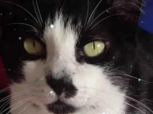 Gato raça Std idade 3 anos nome Diego frajola lindo 