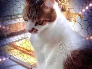 Gato raça Srd idade 2 anos nome Branquinho lindo 