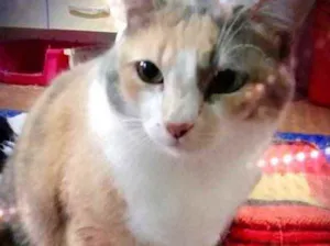 Gato raça Srd idade 1 ano nome Fumaça lindíssima 