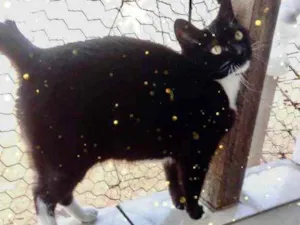 Gato raça Srd idade 2 anos nome Ariane Linda 