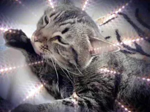 Gato raça Srd idade 2 anos nome Raja uma linda 