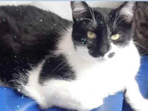 Gato raça Srd idade 1 ano nome Sarah belíssima 