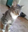 Gato raça Srd idade 2 anos nome Tigue tigrado lindo 