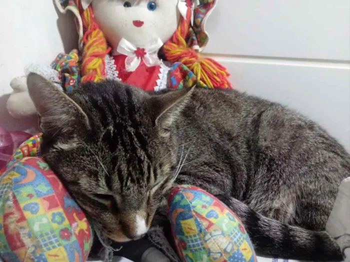 Gato raça Srd idade 2 anos nome Tigue tigrado lindo 