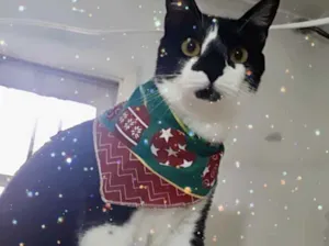 Gato raça Srd idade 1 ano nome Linguiça linda gatin