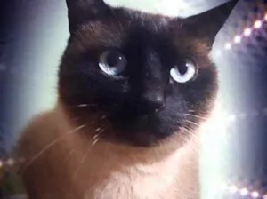 Gato raça Siamês  idade 1 ano nome Nick siamês lindo 