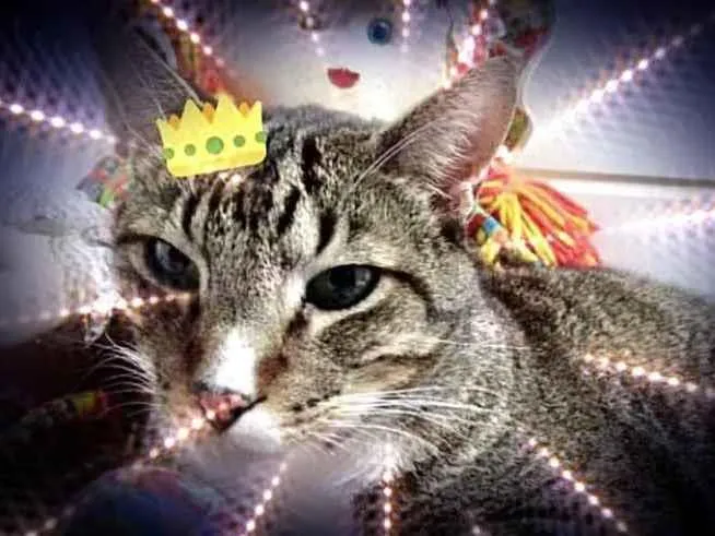 Gato raça Srd idade 2 anos nome Tigue tigrado lindo 