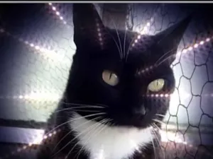 Gato raça Srd idade 1 ano nome Gigi Linda 