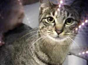 Gato raça Srf idade 1 ano nome Gucci lindo gatinho 