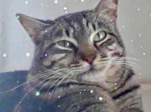 Gato raça Srd idade 1 ano nome Giorgio Armani lindo