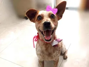 Cachorro raça Srd idade 1 ano nome Olivia