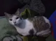 Princesa