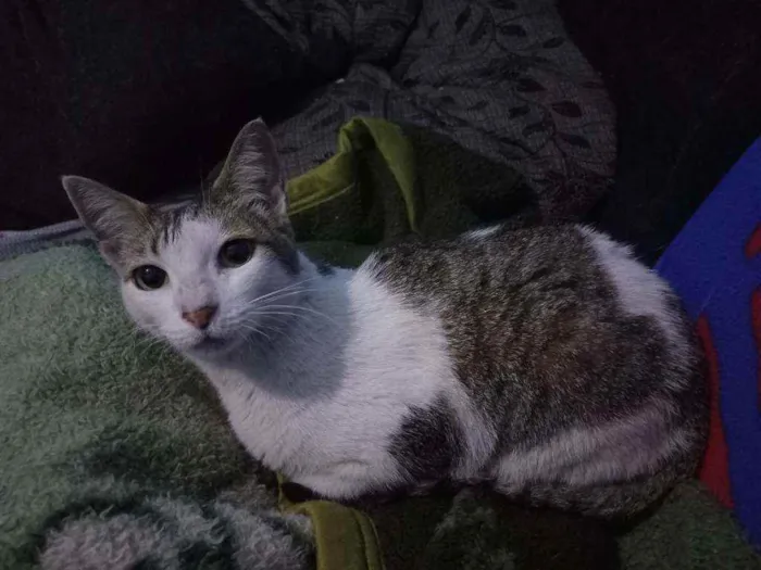 Gato ra a Sem raça definida  idade 7 a 11 meses nome Princesa