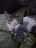 Princesa