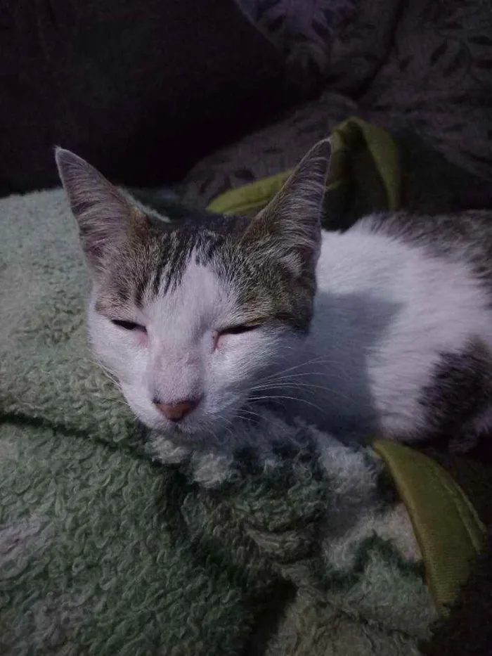 Gato ra a Sem raça definida  idade 7 a 11 meses nome Princesa