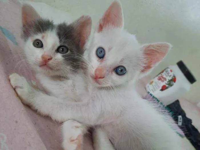 Gato ra a Vira lata idade Abaixo de 2 meses nome Pri Mia mel gil dudu