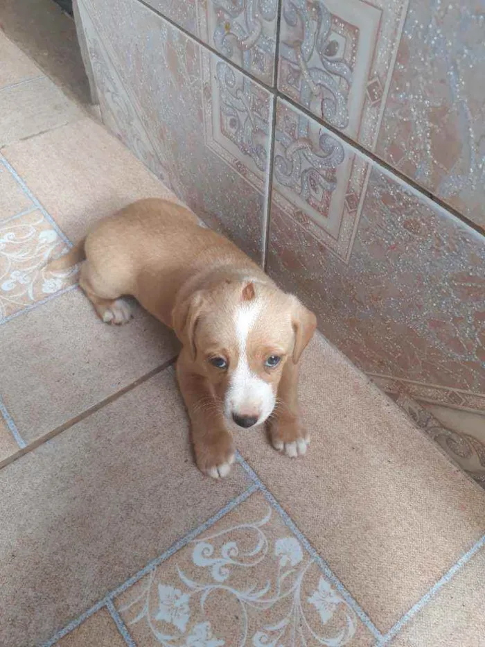 Cachorro raça Bacet idade Abaixo de 2 meses nome Ainda não tem