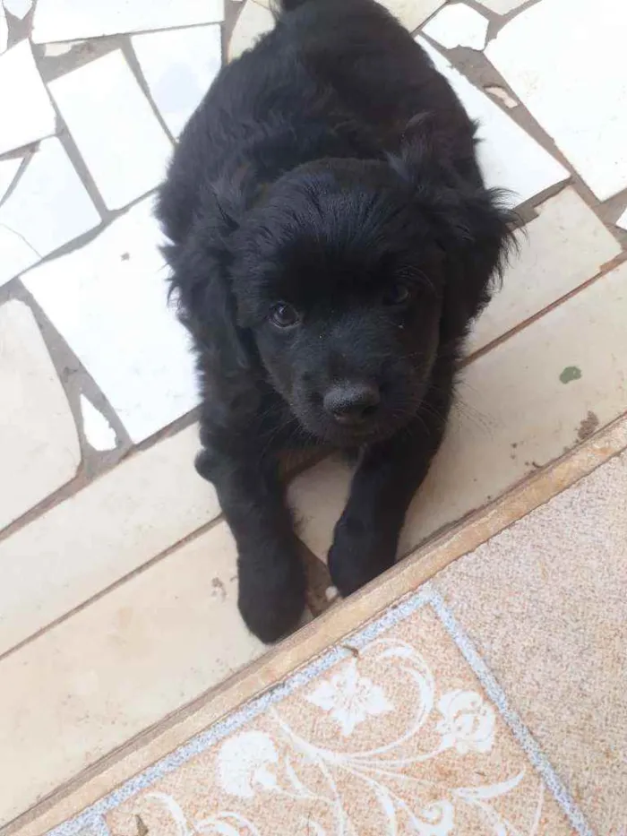 Cachorro raça Bacet idade Abaixo de 2 meses nome Ainda não tem