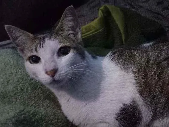 Gato ra a Sem raça definida  idade 7 a 11 meses nome Princesa