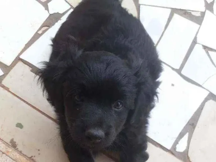 Cachorro raça Bacet idade Abaixo de 2 meses nome Ainda não tem