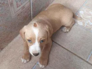 Cachorro raça Bacet idade Abaixo de 2 meses nome Ainda não tem