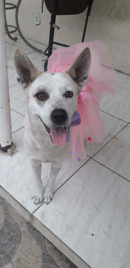 Cachorro ra a Srd idade 2 anos nome Zoe
