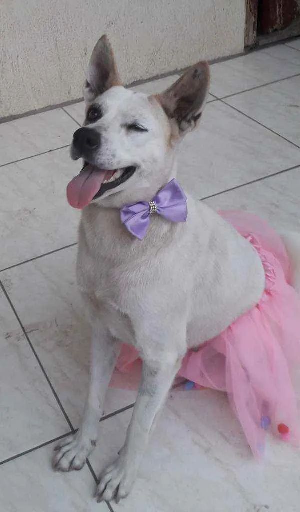 Cachorro ra a Srd idade 2 anos nome Zoe
