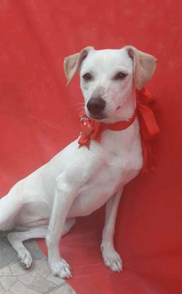 Cachorro ra a Srd idade 7 a 11 meses nome Tina e nina