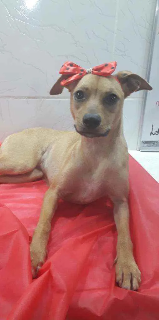 Cachorro ra a Srd idade 7 a 11 meses nome Tina e nina