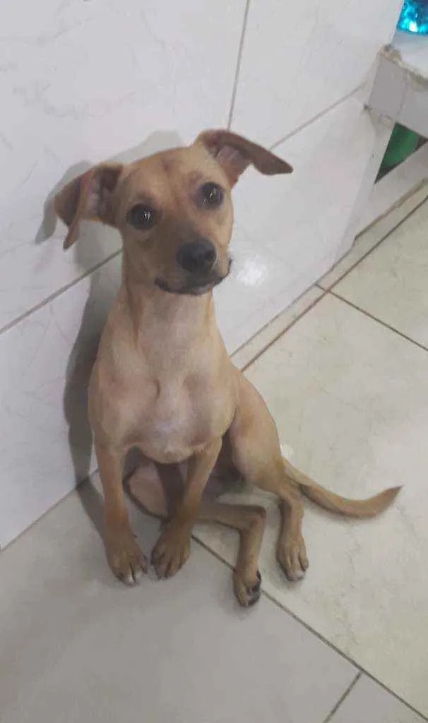 Cachorro ra a Srd idade 7 a 11 meses nome Tina e nina