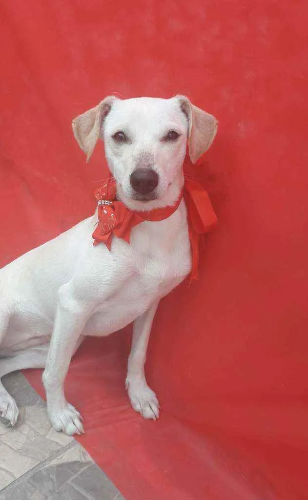Cachorro ra a Srd idade 7 a 11 meses nome Tina e nina