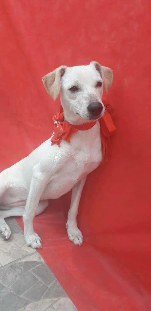 Cachorro ra a Srd idade 7 a 11 meses nome Tina e nina