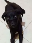 Pretinha