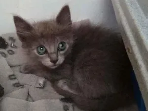 Gato raça srd idade Abaixo de 2 meses nome sem nome