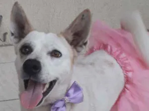 Cachorro raça Srd idade 2 anos nome Zoe