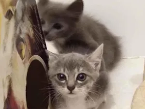 Gato raça srd idade Abaixo de 2 meses nome sem nome