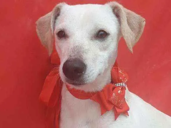 Cachorro ra a Srd idade 7 a 11 meses nome Tina e nina