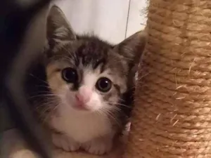 Gato raça srd idade 2 a 6 meses nome sem nome