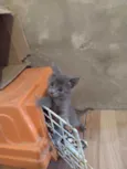 Mia