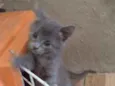 Mia