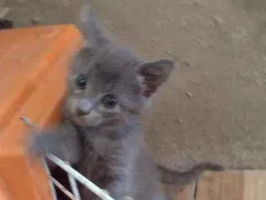 Gato raça  idade Abaixo de 2 meses nome Mia
