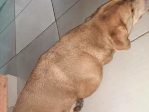 Cachorro raça Raciado idade 5 anos nome Pitirilo