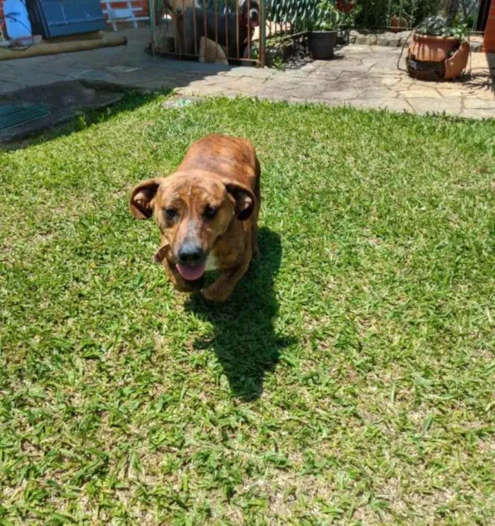 Cachorro ra a Sem raça definida mestiça de B idade 2 anos nome Frida 