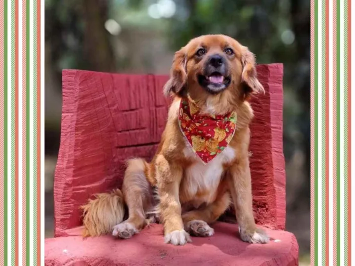 Cachorro ra a srd idade 3 anos nome ZAYA