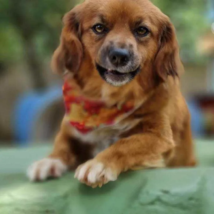 Cachorro ra a srd idade 3 anos nome ZAYA
