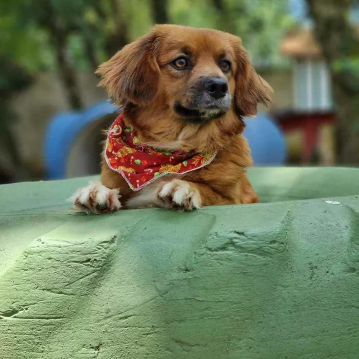 Cachorro ra a srd idade 3 anos nome ZAYA