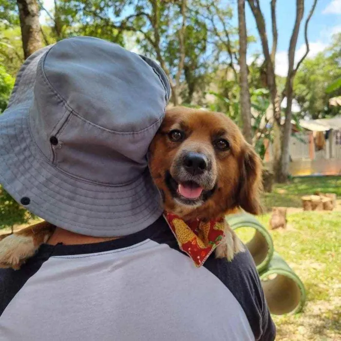 Cachorro ra a srd idade 3 anos nome ZAYA