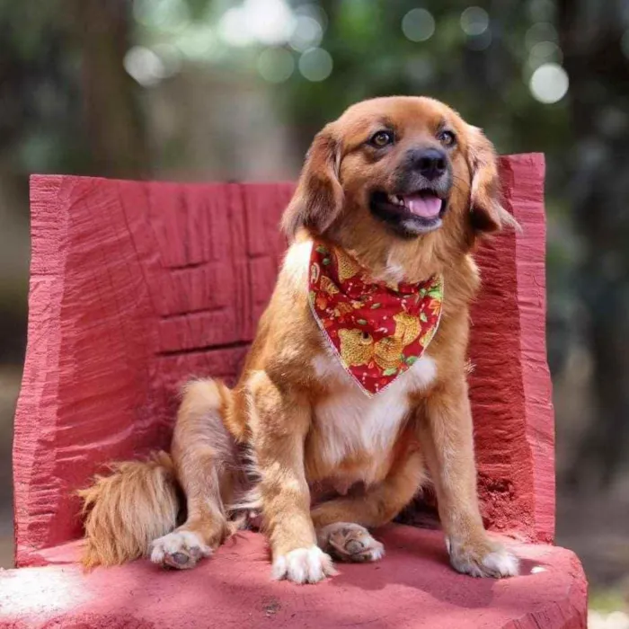 Cachorro ra a srd idade 3 anos nome ZAYA
